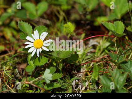 Eine kleine weiße Gänseblümchen auf einer Weide Stockfoto