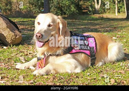 Ein Golden Retriever hat einen scharfen Geruchssinn, war aufmerksam und loyal zu seinem Wächter und erhellte das Haus. Seine Knie sind sehr eckig, das hoc Stockfoto