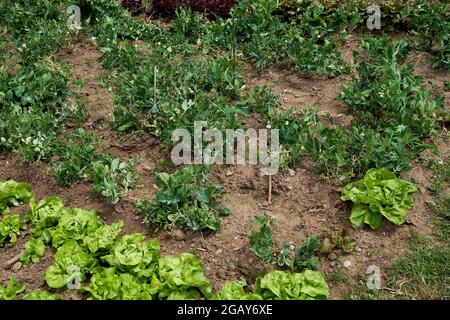 Im Küchengarten wachsen PEA-Pflanzen und Salat Stockfoto