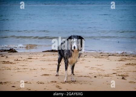 Ein nasser blauer Merle Border Collie Hund nach dem Schwimmen im Meer. Stockfoto