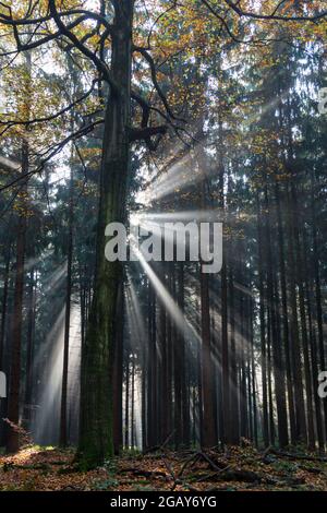 Magische Lichter und dunkle Schatten von Baumstämmen im Märchenwald Stockfoto