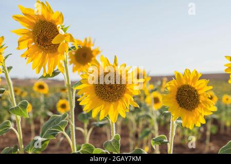 Sonnenblumenkulturen blühen Stockfoto