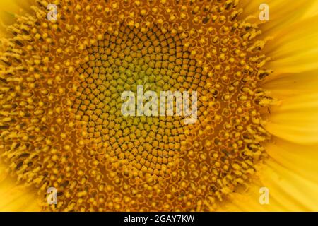 Helianthus annuus oder Sonnenblumengelb blühende Blütenscheibenblüten aus nächster Nähe Stockfoto