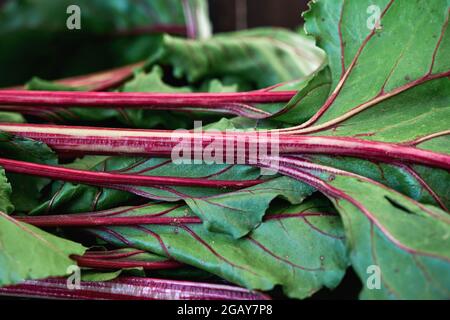 Detail der Gartenrübe beta vulgares rote Betanin Stiele und grüne Blätter Stockfoto