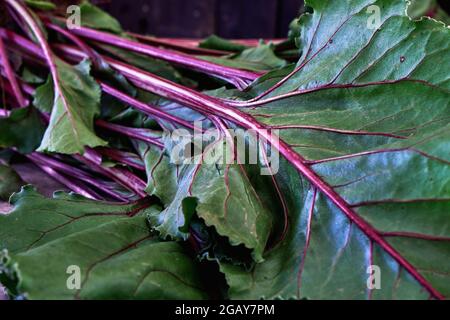 Beta vulgaris rote Rüben grüne essbare Blätter mit Betanin farbigen Stielen Stockfoto