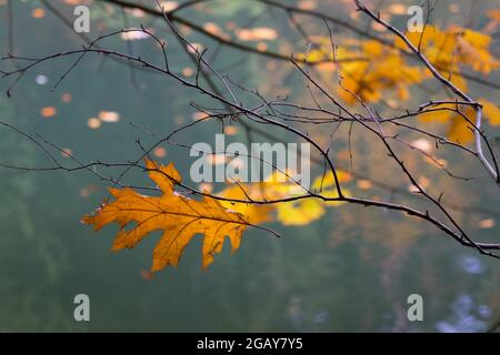 Bronzefarbene Herbstblätter und Zweige am Ufer eines abgelegenen Waldsees Stockfoto