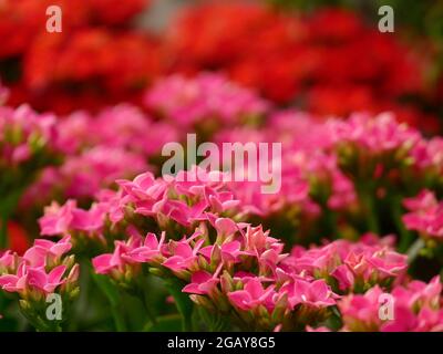 Kalanchoe blossfeldiana blühende Pflanze mit Trauben von leuchtend rosa Blütenblättern und wachsartigen dicken Blättern Stockfoto