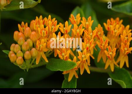 Tropische Milchkrautkraut, auch bekannt als Mexican Butterfly Weed, zieht Bienen Wespen und andere Insekten an, die zu den farbenfrohen Blumen fliegen, um sie zu bestäuben Stockfoto