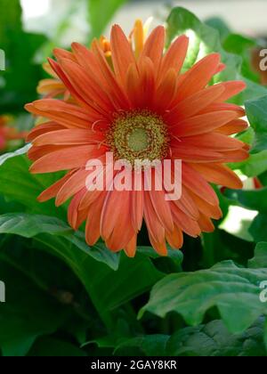 Weiche orange Gerber Gänseblümchen mit hellgrünem Laub in einem Gerbera Garten Stockfoto