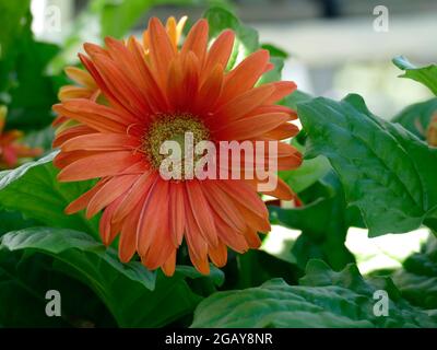 Weiche orange Gerber Gänseblümchen mit hellgrünem Laub in einem Gerbera Garten Stockfoto