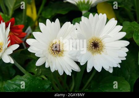 Reinweiße Gänseblümchen in einem Garten der Gerbera-Gänseblümchen Stockfoto