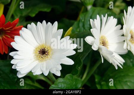 Reinweiße Gänseblümchen in einem Garten der Gerbera-Gänseblümchen Stockfoto