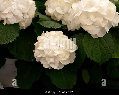 Weiße Hydrangea Arborescens Annabelle reine weiße und glatte, makellose Blütenblätter Stockfoto