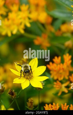 Hummel in einer gelben Coreopsis verticillata Tickseed Blume in einem Garten Stockfoto