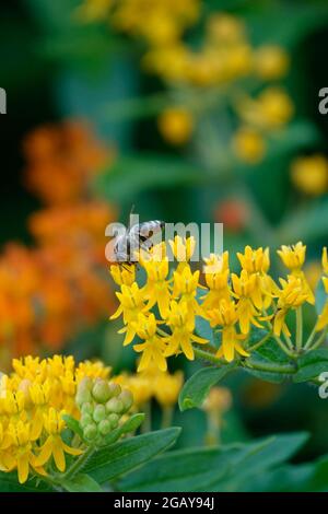 Tropische Milchkrautkraut, auch bekannt als Mexican Butterfly Weed oder Blood Flower, zieht Bienen Wespen und Insekten an, die zu den farbenfrohen Blumen fliegen, um sie zu bestäuben Stockfoto