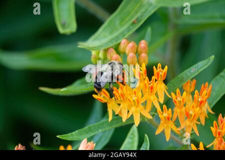 Tropische Milchkrautkraut, auch bekannt als Mexican Butterfly Weed oder Blood Flower, zieht Bienen Wespen und Insekten an, die zu den farbenfrohen Blumen fliegen, um sie zu bestäuben Stockfoto