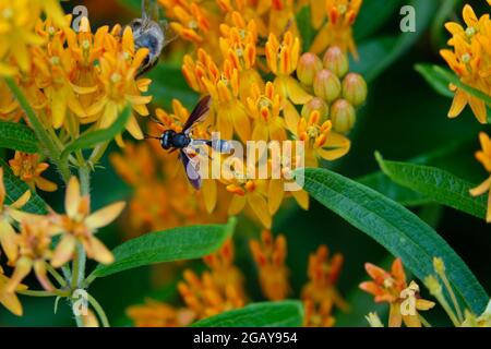 Tropische Milchkrautkraut, auch bekannt als Mexican Butterfly Weed oder Blood Flower, zieht Bienen Wespen und Insekten an, die zu den farbenfrohen Blumen fliegen, um sie zu bestäuben Stockfoto