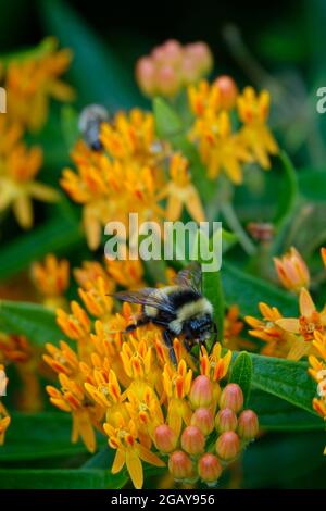 Tropische Milchkrautkraut, auch bekannt als Mexican Butterfly Weed oder Blood Flower, zieht Bienen Wespen und Insekten an, die zu den farbenfrohen Blumen fliegen, um sie zu bestäuben Stockfoto