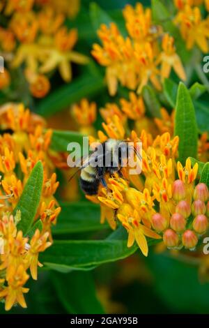 Tropische Milchkrautkraut, auch bekannt als Mexican Butterfly Weed oder Blood Flower, zieht Bienen Wespen und Insekten an, die zu den farbenfrohen Blumen fliegen, um sie zu bestäuben Stockfoto