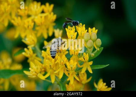 Tropische Milchkrautkraut, auch bekannt als Mexican Butterfly Weed oder Blood Flower, zieht Bienen Wespen und Insekten an, die zu den farbenfrohen Blumen fliegen, um sie zu bestäuben Stockfoto