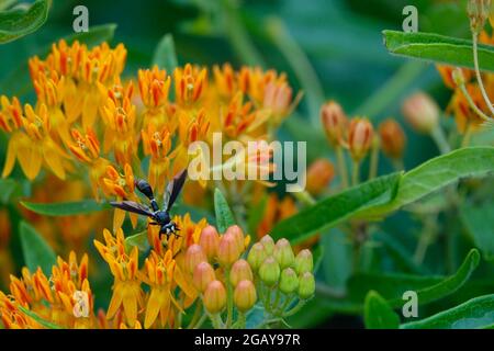 Tropische Milchkrautkraut, auch bekannt als Mexican Butterfly Weed oder Blood Flower, zieht Bienen Wespen und Insekten an, die zu den farbenfrohen Blumen fliegen, um sie zu bestäuben Stockfoto