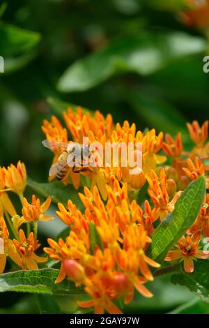 Tropische Milchkrautkraut, auch bekannt als Mexican Butterfly Weed oder Blood Flower, zieht Bienen Wespen und Insekten an, die zu den farbenfrohen Blumen fliegen, um sie zu bestäuben Stockfoto