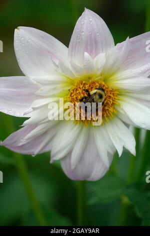 Einzelne weiße und weiche rosa Dahlie Mignon Teesbrooke Audrey Blume in Blüte, die eine Bumble Bee bestäubt in der Orange Yellow Center anzieht Stockfoto