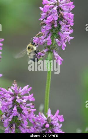 Eine gewöhnliche östliche Bumble-Biene landet auf den purpurnen Blütenblättern einer gemeinsamen Hedgenettle-Betonie in einem Garten Stockfoto