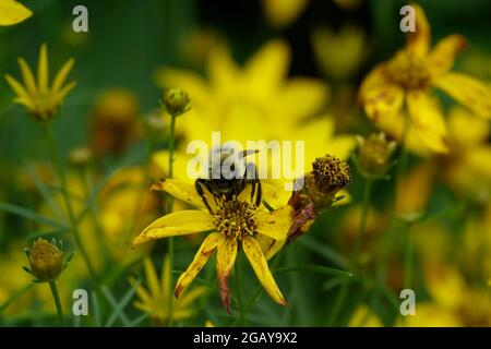 Eine große Bumblebee füttert im Frühling in einem Garten eine verwelkende gelbe Coreopsis-Mondbeam-Blume Stockfoto