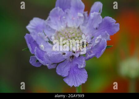 Eine Biene landet auf den lavendelblauen Blütenblättern, die die Scabiosia caucasica, auch bekannt als die Nadelkissenblume, bilden. Stockfoto