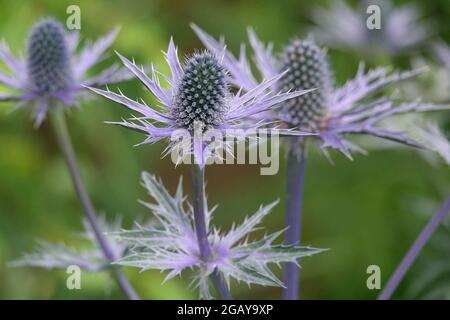 Preisgekröntes blaues Eryngo aus nächster Nähe in einer Schattierung von Purple oder Periwinkle mit stacheligen Blättern und einer Kuppelform in einem Garten Stockfoto
