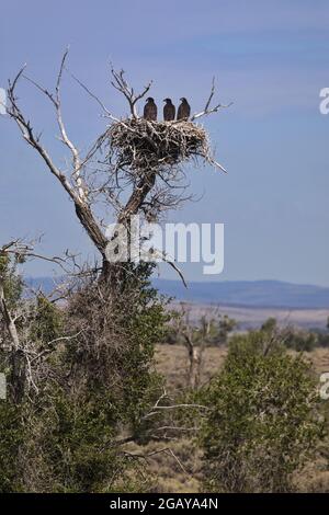 Drei junge Adler in ihrem Nest im Seedskadee National Wildlife Refuge in der hohen Wüste von Sweetwater County in Wyoming. Stockfoto