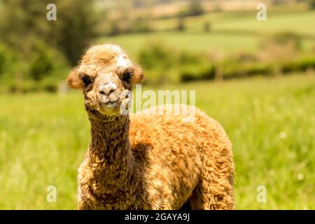Niedliches Alpaka Baby. Junge Alpaka Lama auf dem Bauernhof. Stockfoto