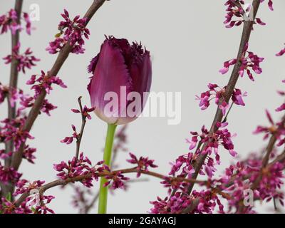 Lila Kristalltulips Tulipa mit einer cremigen weißen Basis und umsäumten Blütenblättern zwischen Redbud-Baumzweigen mit winzigen rosa/violetten Blumen für eine Frühlingsszene Stockfoto