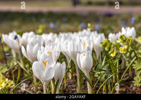 Weiße Krokusse im Garten. Blüte. Natürlicher Hintergrund. Feder. Stockfoto