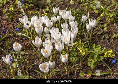 Weiße Krokusse im Garten. Blüte. Natürlicher Hintergrund. Feder. Stockfoto