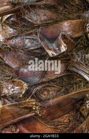 Textur der Rinde einer Palme aus der Nähe. Natürlicher Hintergrund. Stockfoto