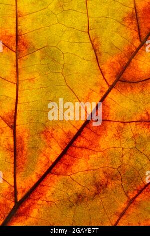 Welkes Blatt hautnah Stockfoto