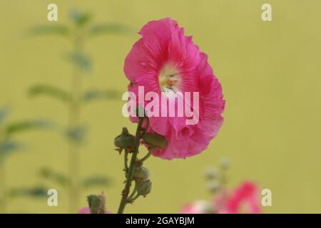 Malve, alcea rosea, Malvae malvaceae, schöne Blume, rosa Blume, Stockfoto