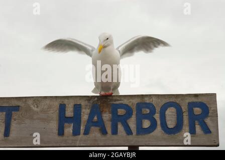 Homer kleines Boot Hafen Möwe Stockfoto