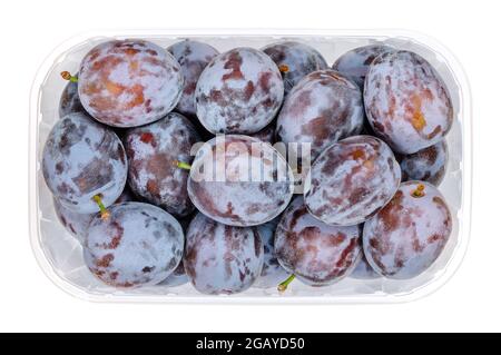 Reife Pflaumenpflaumen in einem klaren Kunststoffbehälter. Frische Früchte und eine Unterart von Prunus domestica, eine Freestone-Frucht, auch europäische Pflaume genannt. Stockfoto