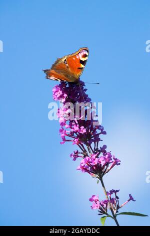 Pfauenschmetterling auf Blume Inachis io sitzt auf buddleja Schmetterling Busch Rispe Stockfoto