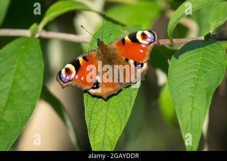 Der Pfauenschmetterling am Ast lässt Inachis io auf dem Buddleia-Strauch sitzen Stockfoto