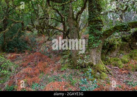 Alte quercus robur-Bäume im herbstlichen Mata da Albergaria, gemäßigter Laub- und Mischwald im Peneda-Gerês-Nationalpark, Portugal Stockfoto