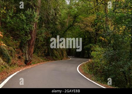 Kurvige Straße in Mata da Albergaria, gemäßigter Laub- und Mischwald im Peneda-Gerês Nationalpark, Portugal Stockfoto