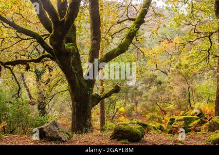 Altes quercus robur im herbstlichen Mata da Albergaria, gemäßigter Laub- und Mischwald im Peneda-Gerês-Nationalpark, Portugal Stockfoto