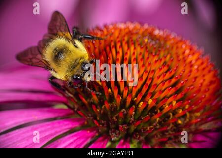 Eine braune Bumble Bee (Bombus griseocollis), die Pollen von einer Echinacea-Blüte sammelt. Stockfoto