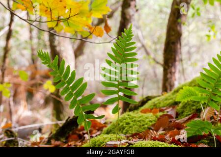 Polypodium vulgare, die in den moosigen Felsen eines herbstlichen Waldes wachsenden, mehrpoligen grünen Farnwedel Stockfoto