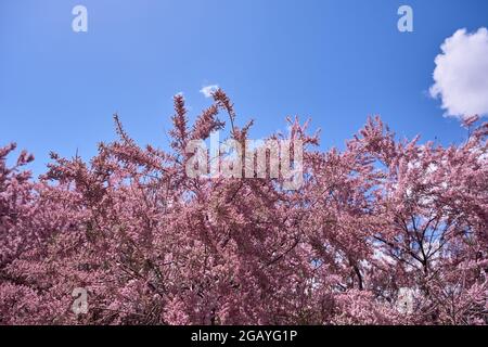 Tamarix chinensis oder chinesische tamarix rosa Blüten blühen im Frühling Stockfoto