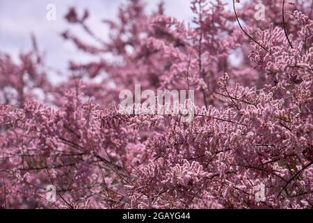 Tamarix chinensis oder chinesische tamarix rosa Blüten blühen im Frühling Stockfoto